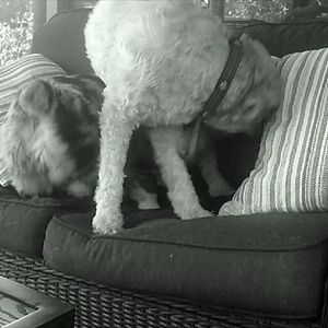 Meet your Posher, Bertilio